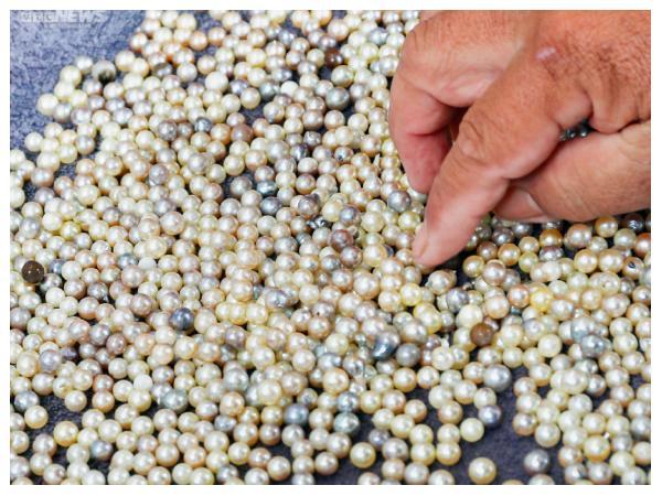 Phu Quoc pearl production process is meticulous and strict